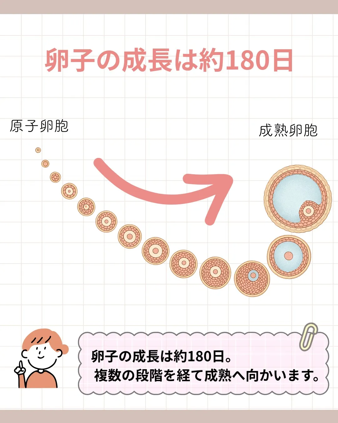 卵子は約180日かけて成長します。