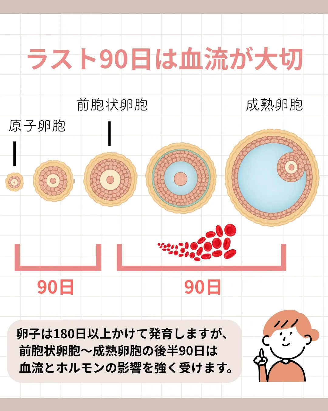 卵子は約180日かけて成長します。